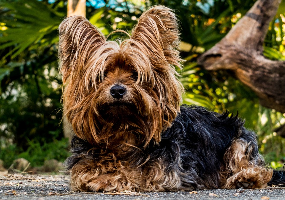 dog-216282_960_720