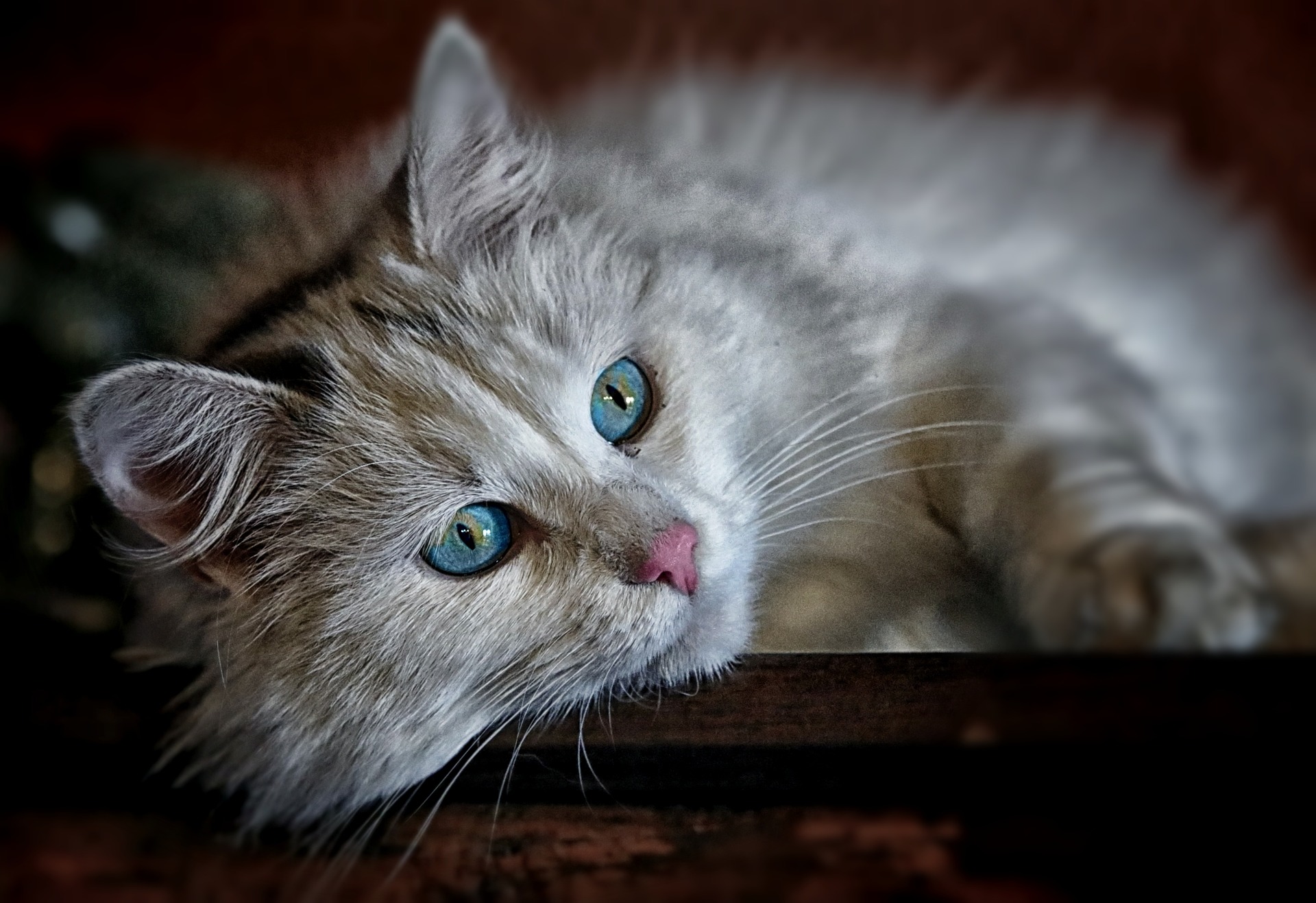 cat-1146504_1920