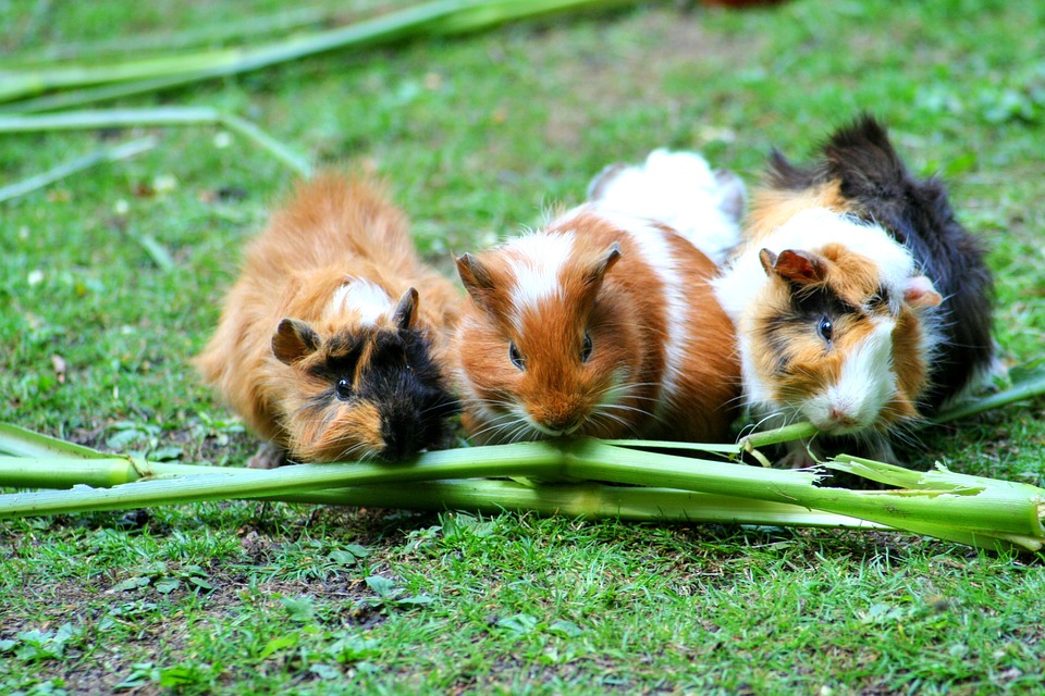 guinea-pig-208438_960_720