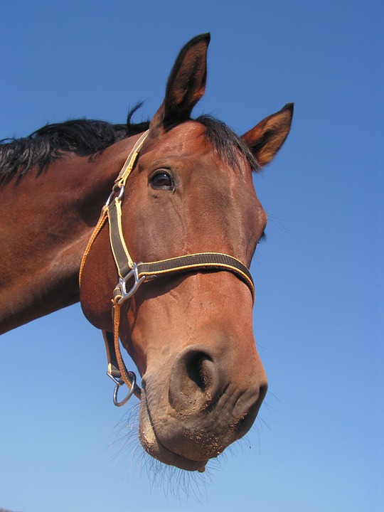 horse-473093_960_720