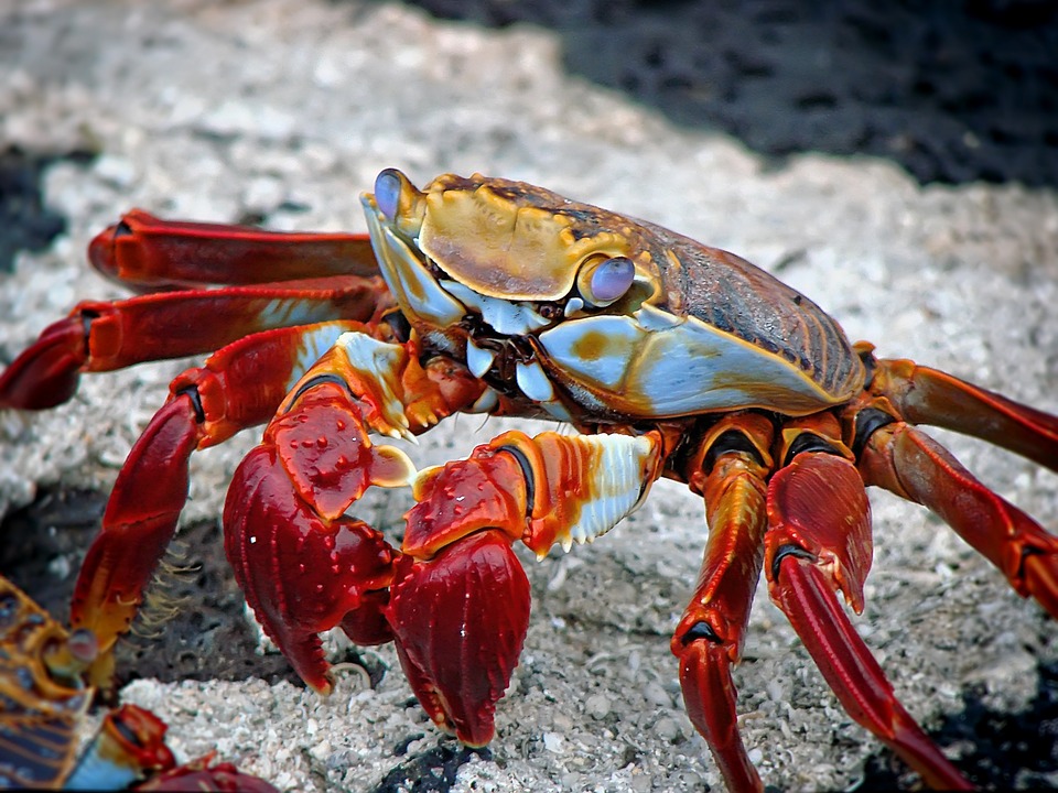 crab-298346_960_720