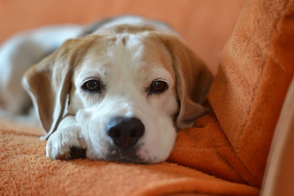 dog-1165146_960_720