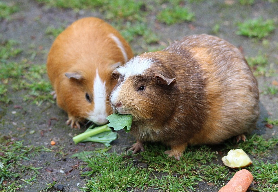 guinea-pig-467399_960_720