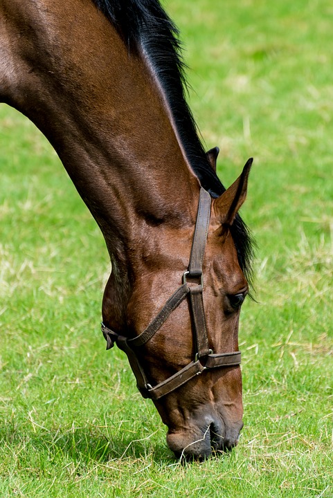 horseback-riding-384930_960_720