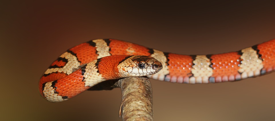 king-snake-502263_960_720