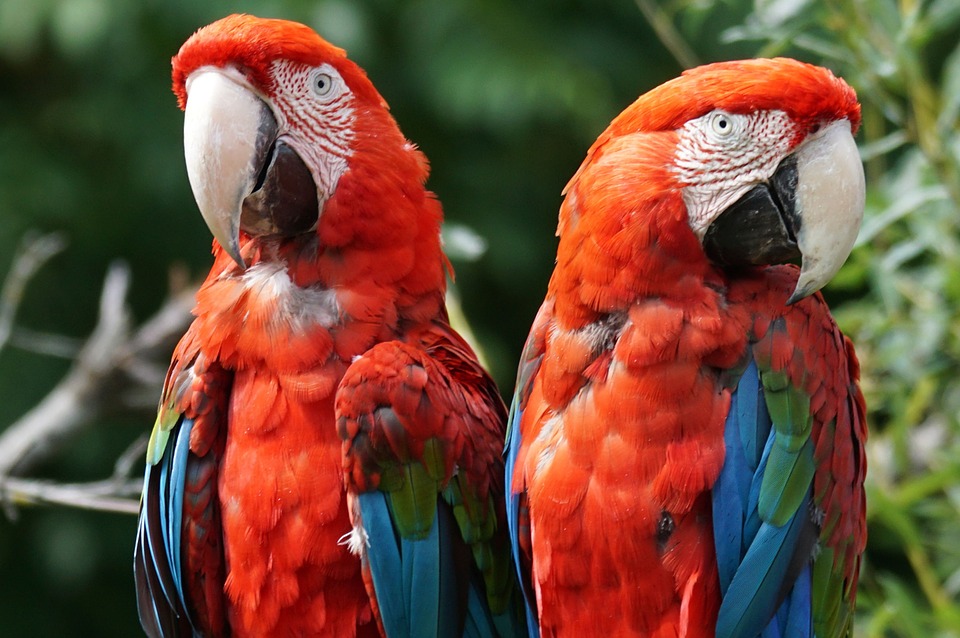 parrot-892710_960_720
