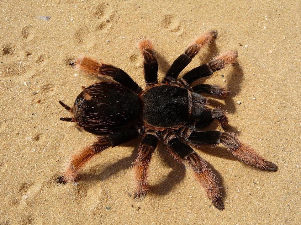 tarantula-62870_960_720